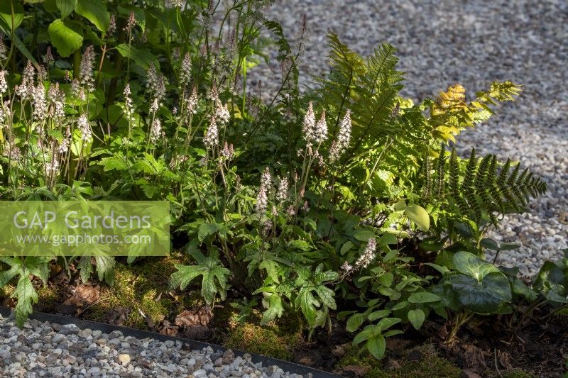 Tiarella 'Pink Sky Rocket' in a small border with metal edging between a gravel path 
