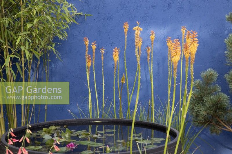Kniphofia 'Fiery Fred' plantted by a raised round black pond with Nymphaea - cobalt blue painted rendered wall with Phyllostachys