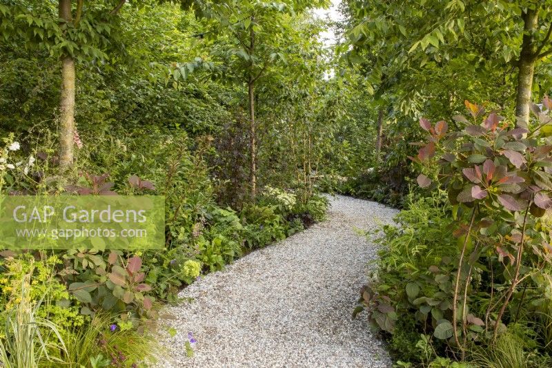 A curved gravel path with mixed perennial planting including Cotinus coggygria - Smoke Bush