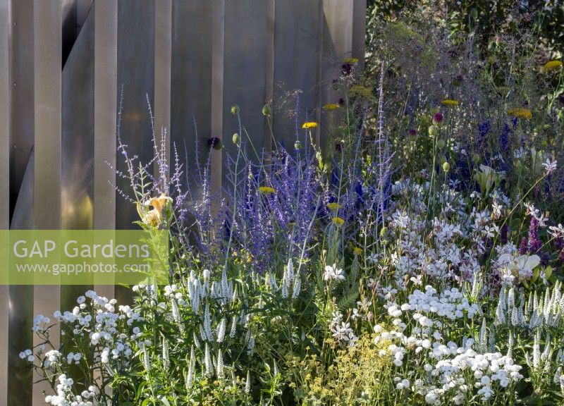 Stainless steel metal fence with mixed perennial planting of Perovskia 'Blue Spire', Achillea ptarmica 'Peter Cottontail', Gaura lindheimeri 'Whirling Butterflies' and Veronica spicata 'Alba'