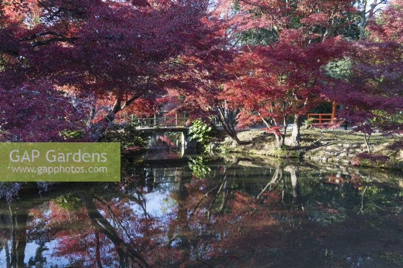 Acers in autumn colour reflected in water of the pond of the Nakaragi-no-mori area of the garden. View to bridge.