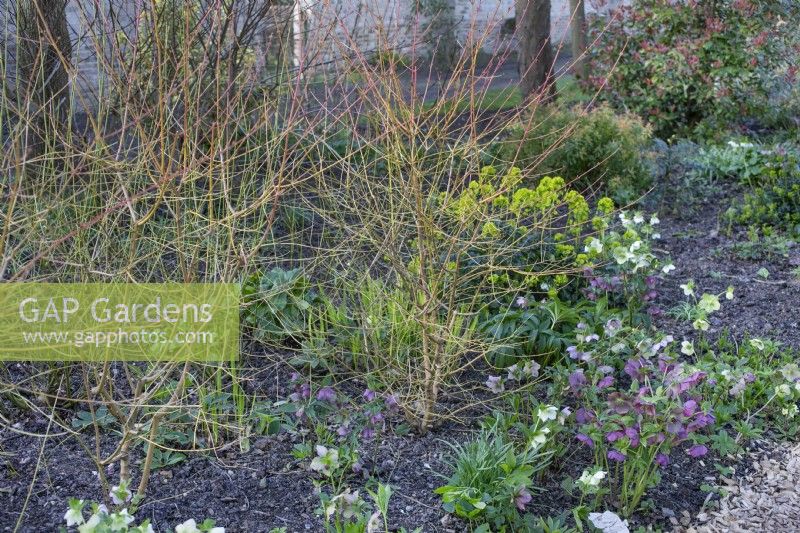 Winter border with coloured Salix bark and hellebores in Chippenham Park Gardens, March