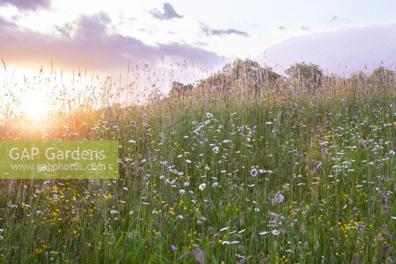 Wild flower meadow with ox eye daisies, buttercup, field scabious and grasses at sunset.