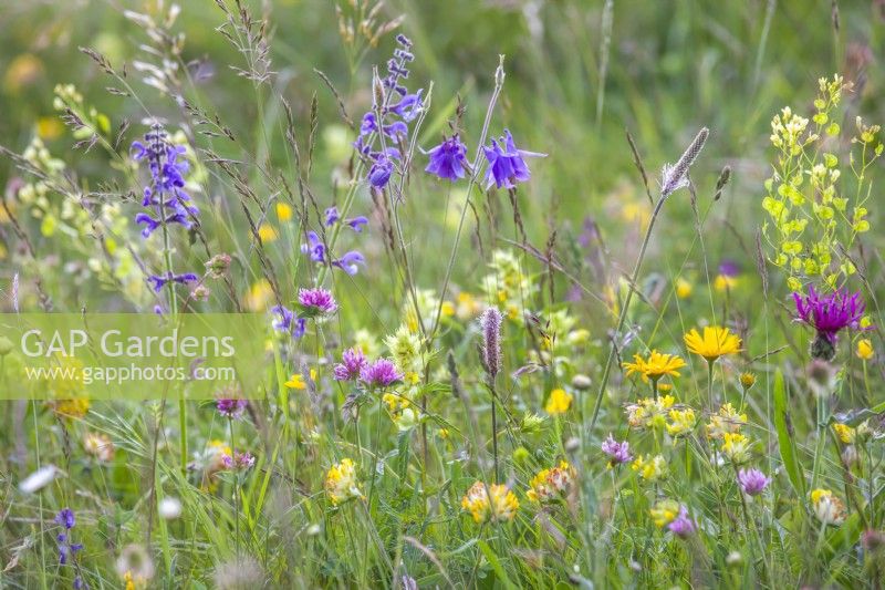 Wild flower meadow with meadow clary, columbine, yellow ox-eye, red clover, knapweed, kidney vetch, ribwort plantain and grasses.