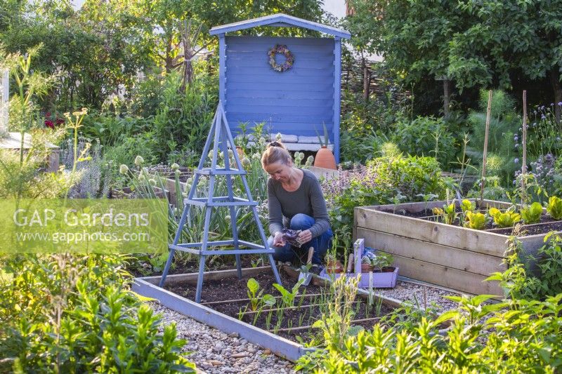 Woman sowing purple climbing French beans next to support.