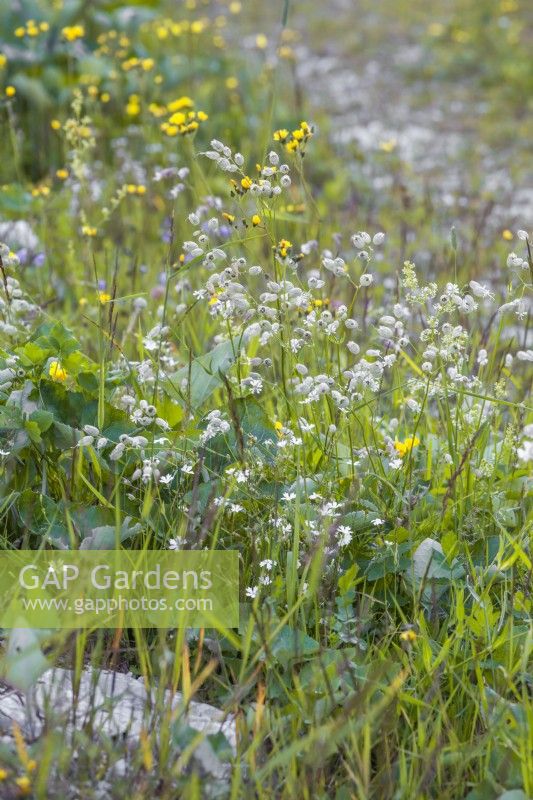 Silene vulgaris - Bladder campion in wildflower meadow.