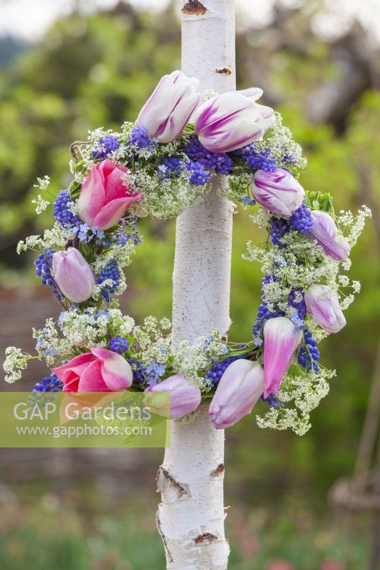 Wreath made of tulips, grape hyacinth, forget me nots and cow parsley hung from birch tree.