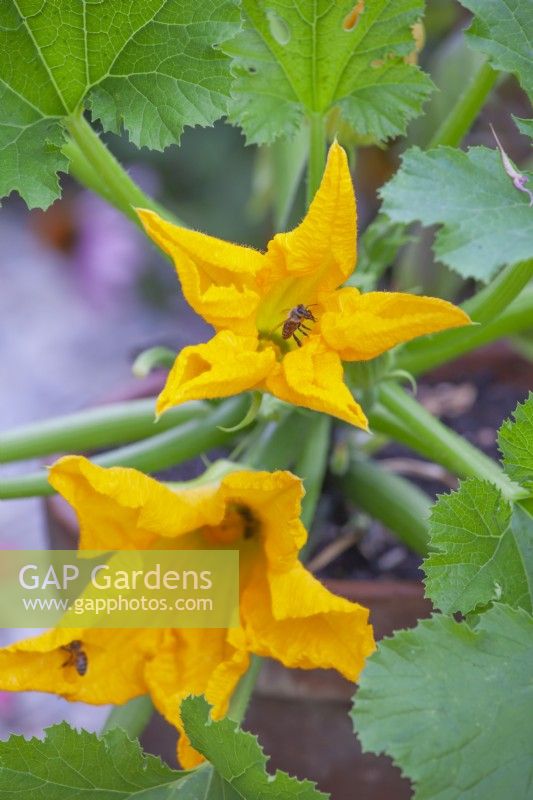 Courgette flowers with bees.