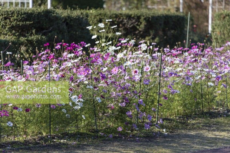 Staked bed of Cosmos bipinnatus 'Autumn Glory'