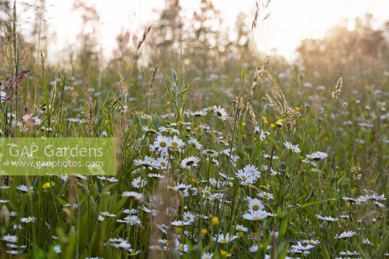 Leucanthemum vulgare - ox-eye daisy in wild flower meadow.