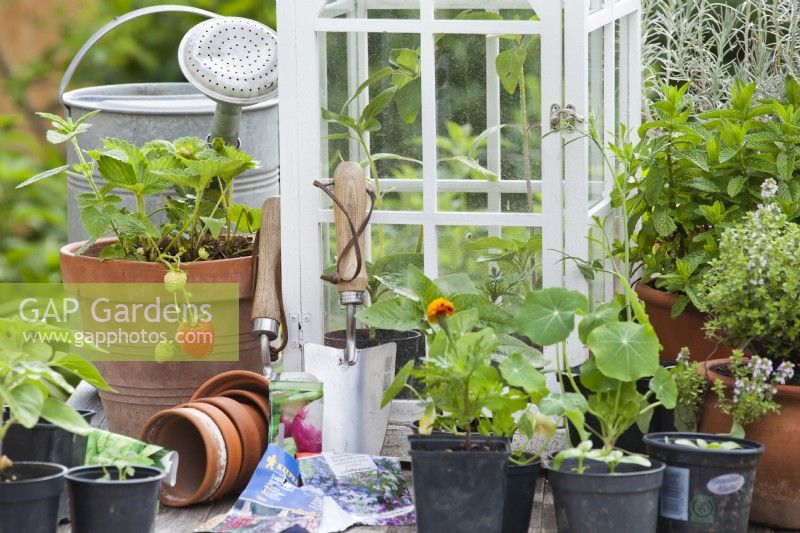 Display of annual flower seedlings in plastic pots - French marigold, nasturtium and sunflowers, tools, herbs and strawberry in terracotta pots and packets of seeds.