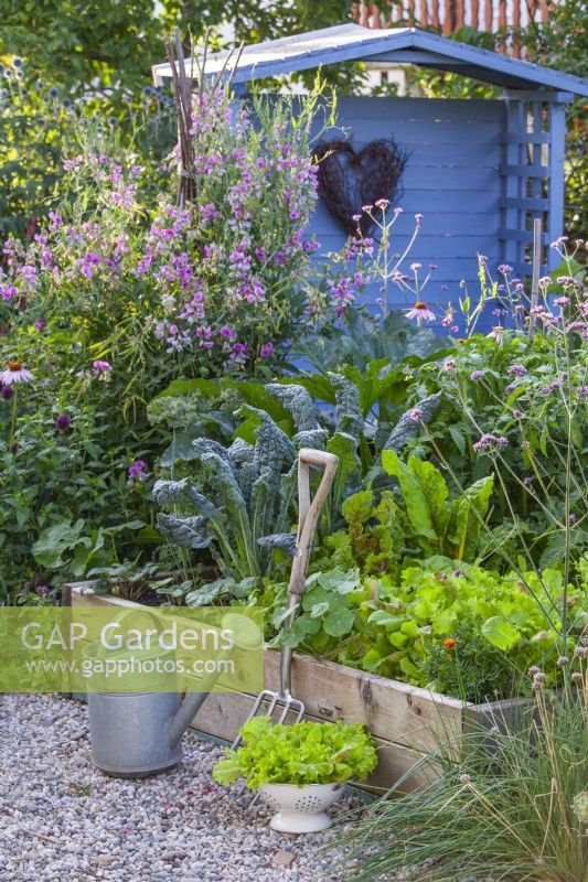 Colander of harvested lettuce, watering can and garden fork infront of the raised bed full of crops. Sweet pea climbing up cane support and blue painted gazebo in the background.