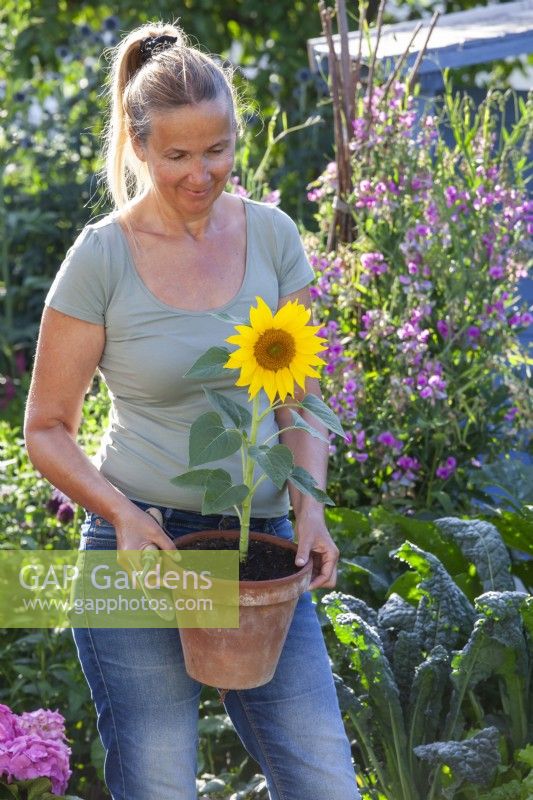 Woman with a potted sunflower ready for planting in bed.