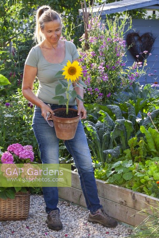 Woman with a potted sunflower ready for planting in bed.