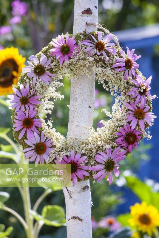 Wreath made of Echinacea purpurea and Persicaria polymorpha hanging from a birch tree.
