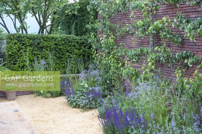 Espaliered pyrus on brick wall behind a bed of blue perennials in 'The Wedgwood Garden' at RHS Chatsworth Flower Show 2019', June