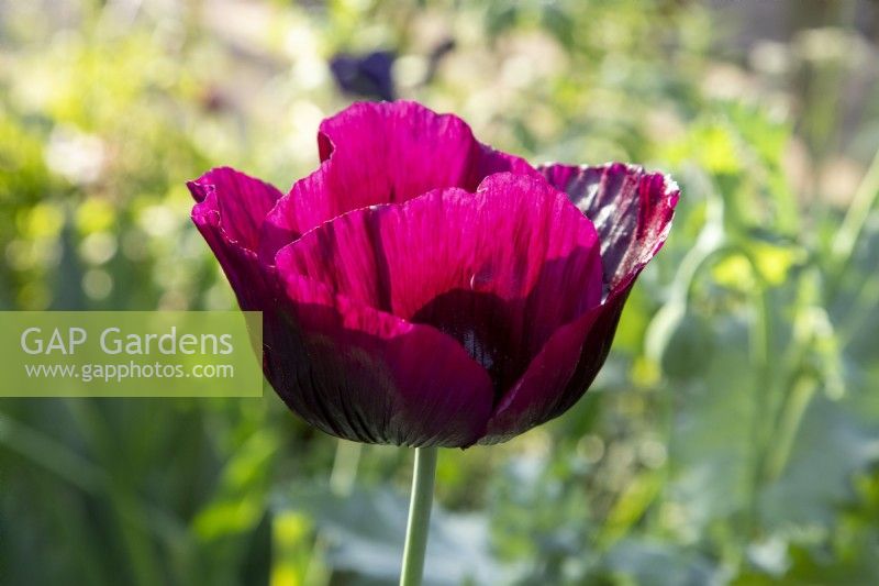 Papaver somniferum 'Laurens Grape' - Opium Poppy