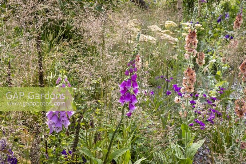 Mixed perennial planting border of Digitalis purpurea, Verbascum 'Helen Johnson' and ornamental grasses