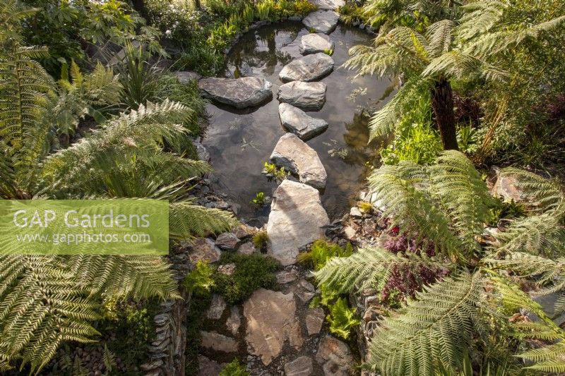 Aerial view of a pond with large stone boulders as stepping stones - foliage of Dicksonia antarctica tree ferns 
