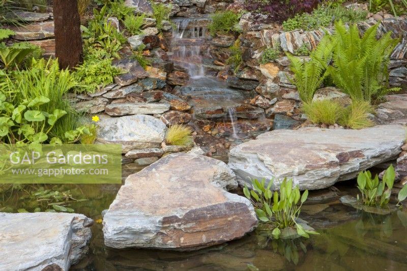A stream cascading over stone rocks into a pond with stone boulder stepping stones, aquatic planting of Alisma plantago aquatica - on the edges Matteuccia struthiopteris 