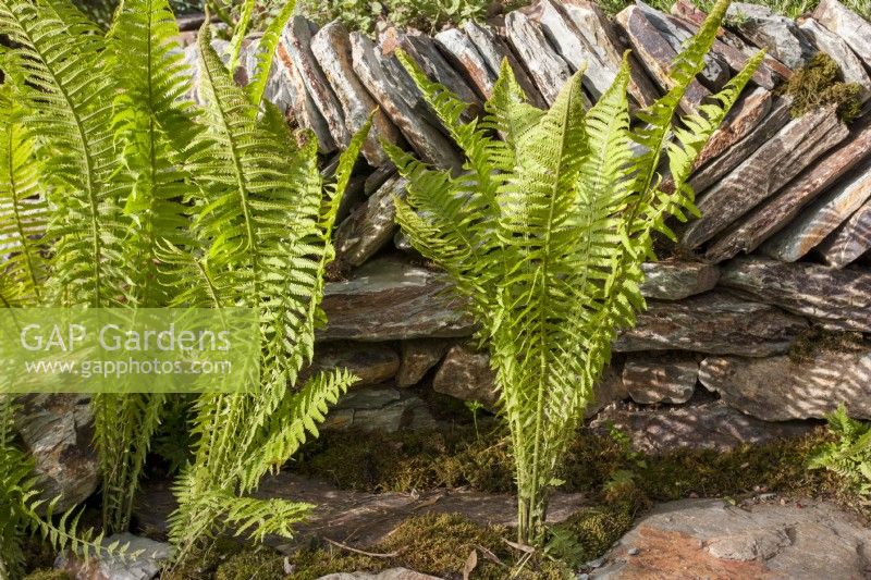 Old traditional Herring bone drystone wall with a Matteuccia struthiopteris - shuttlecock fern 