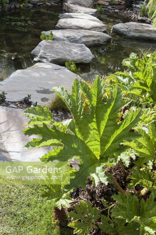 Gunnera manicata - giant rhubarb growing next to a pond with boulder stepping stones 