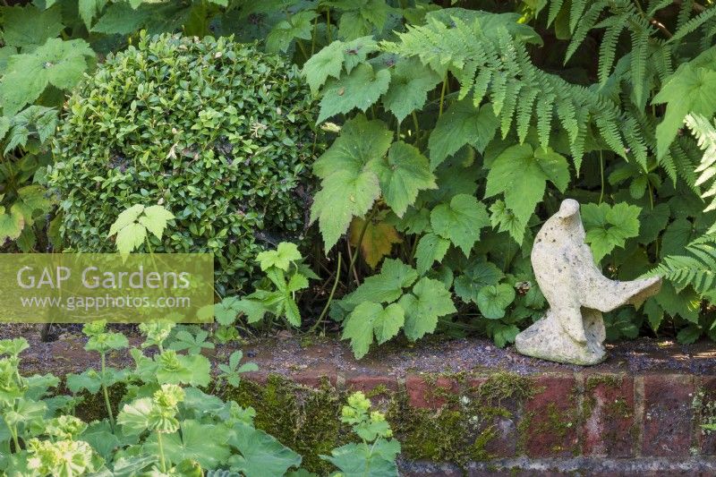 Bird statue perched on a mossy brick wall with box ball, Buxus sempervirens, foliage of Japanese anemone, Anemone x hybrida, and Alchemilla mollis.