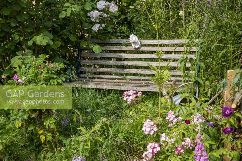 Wooden slatted bench seat with mixed perennial planting including Rosa 'Ballerina' and Rosa rugosa 'Alba' behind the bench