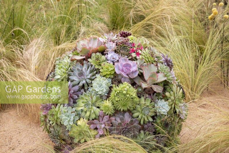 A modern contemporary ball of mixed Sempervivum and Echeveria succulents with planting of Stipa tenuissima - Mexican feather grass