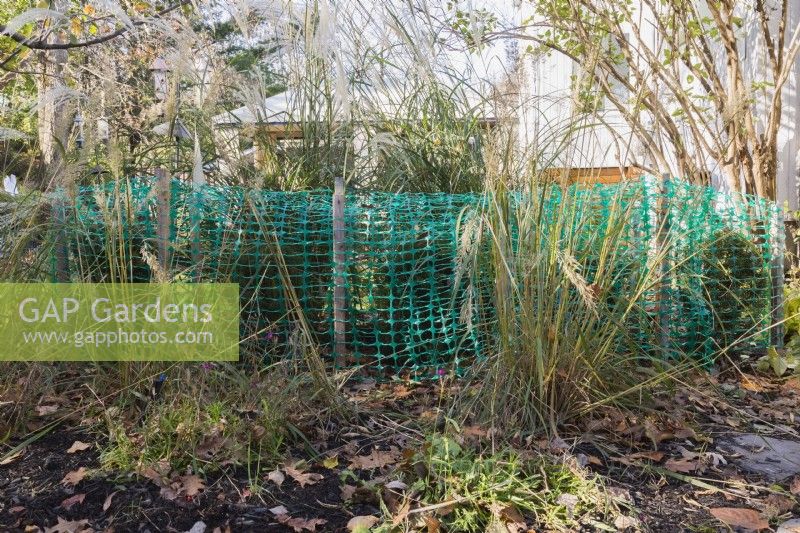 Taxus baccata - English Yew shrubs protected with green plastic mesh fence to prevent branches from breaking from accumulated heavy ice and snow in winter, Quebec, Canada. 