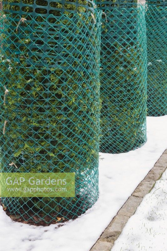 Thuja occidentalis 'Smaragd' - Cedar trees wrapped with protective green plastic mesh fences to prevent branches from breaking from accumulated heavy ice and snow in winter, Quebec, Canada.