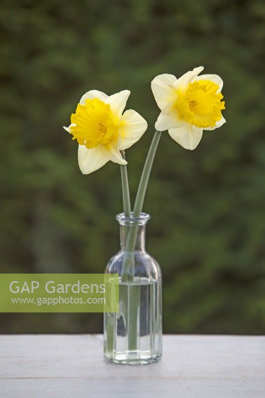 Narcissus  'Las Vegas' - Daffodil - March