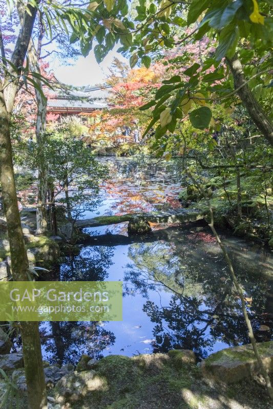Views across one of the ponds in the garden to temple building with acers in autumn colour reflected in the water. Small stone bridge crossing pond. 