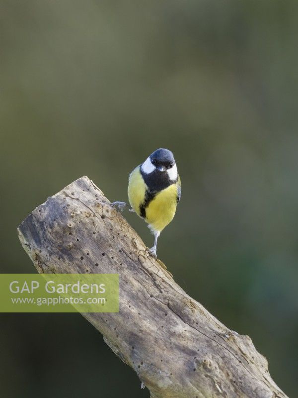 Parus major - Great Tit, male perched on tree stump