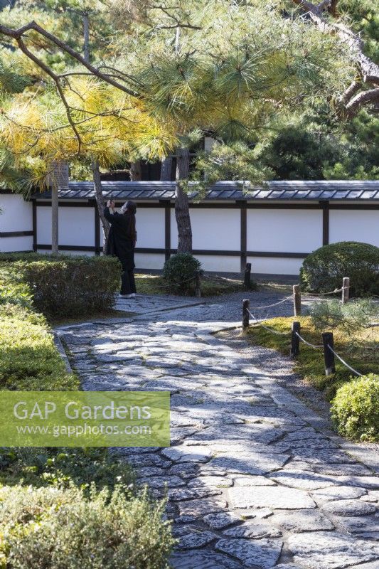 Stone path with low post and rope railing, overhung by pine tree. One visitor taking photograph. 