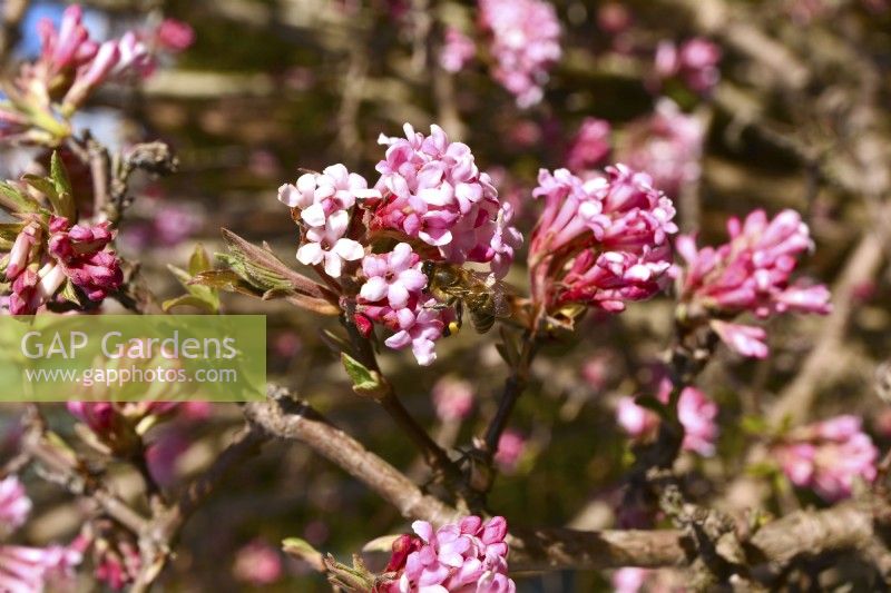 Winter  flowering Viburnum bodnantense with bee on pink flowers. February