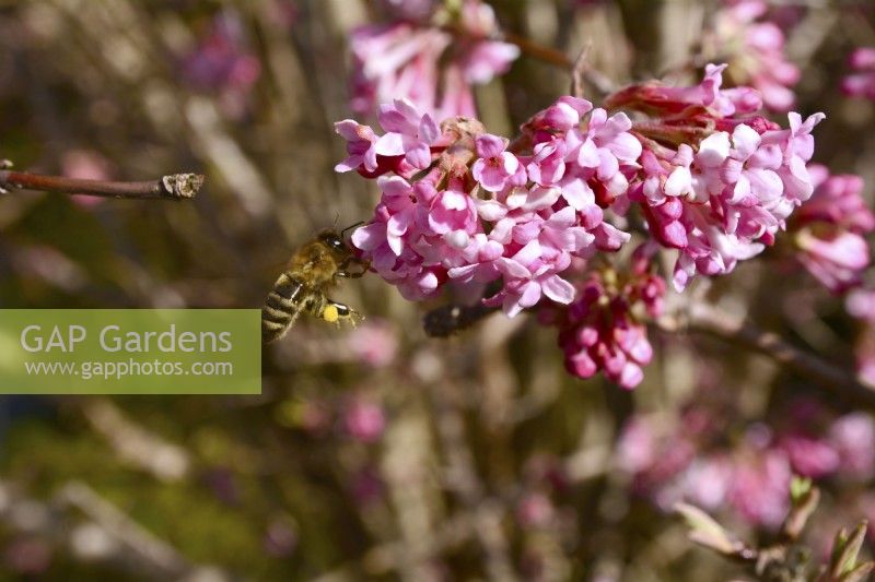 Winter flowering Viburnum bodnantense with bee on pink flowers. February