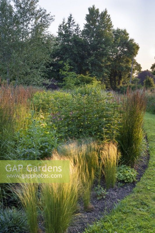 Stipa tenuissima catching the sunlight in the early morning on the perennial border. Also Calamagrostis acutiflora 'Karl Foerster' and buds of Eupatorium and Echinops.