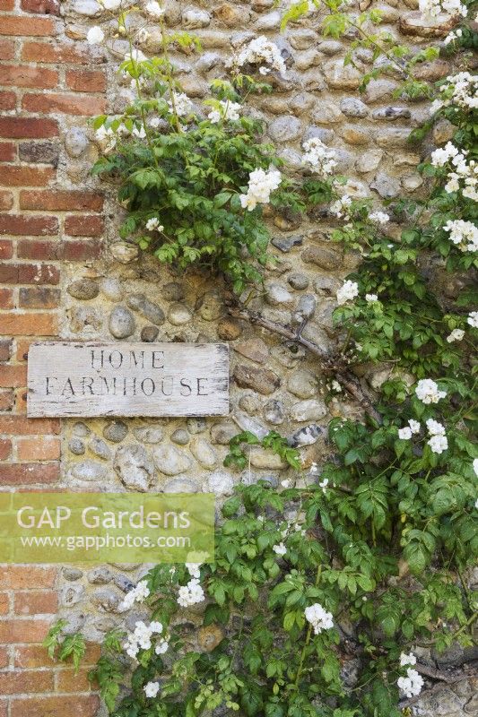 Home Farmhouse sign framed by rose Rosa 'Rambling Rector' on the brick and flint wall.