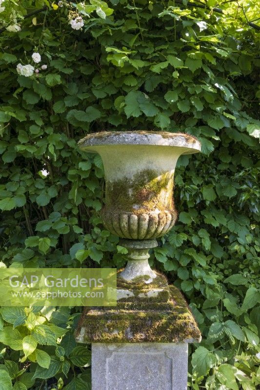 Urn with sun slanting across its mossy surface in shady corner of the garden next to hedge. 