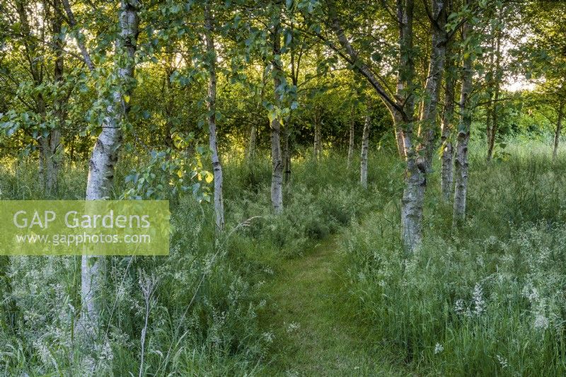 Grass pathway through the Friends Wood as the sun goes down. Planted with silver birch, Betula pendula. Wild grasses underneath.