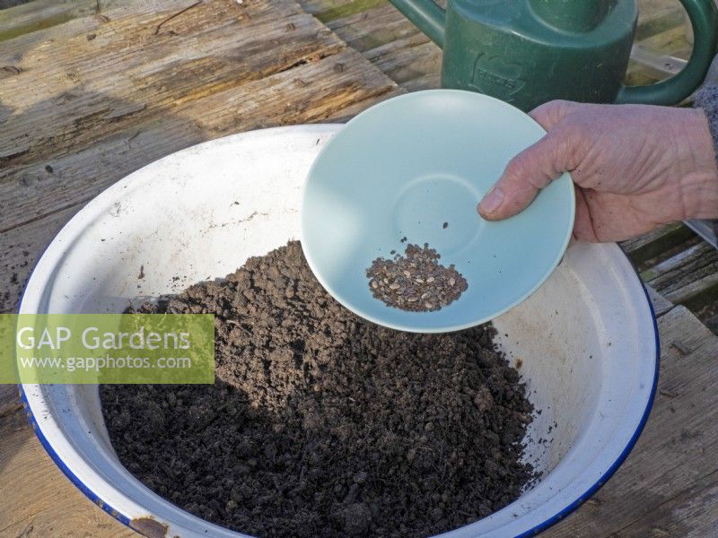 Making and sowing seed balls sequence # 1 - add seed to compost with added clay