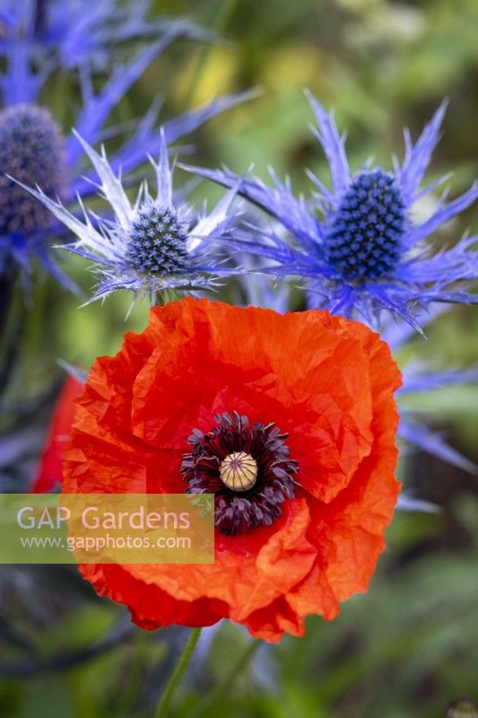 Papaver rhoeas, Field Poppy and Eryngium x zabelli 'Big Blue'