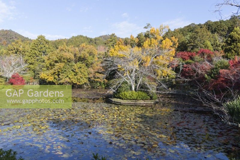 The Kyoychi Pond with Acers in autumn colur. 