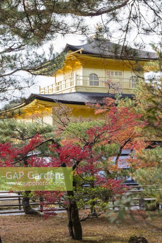 View to Golden Pavilion through trees with autumn colour. 
