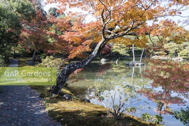 View over Kyoko pond from surrounding footpath with trees in autumn colour reflected in the water.