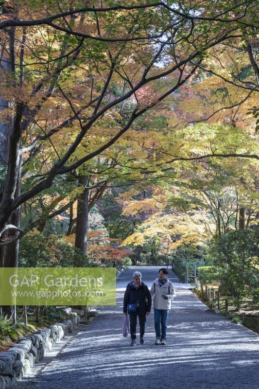 Japanese couple walking on the wide avenue with the landscaped garden area. Acers in autumn colour overhanging path. 
