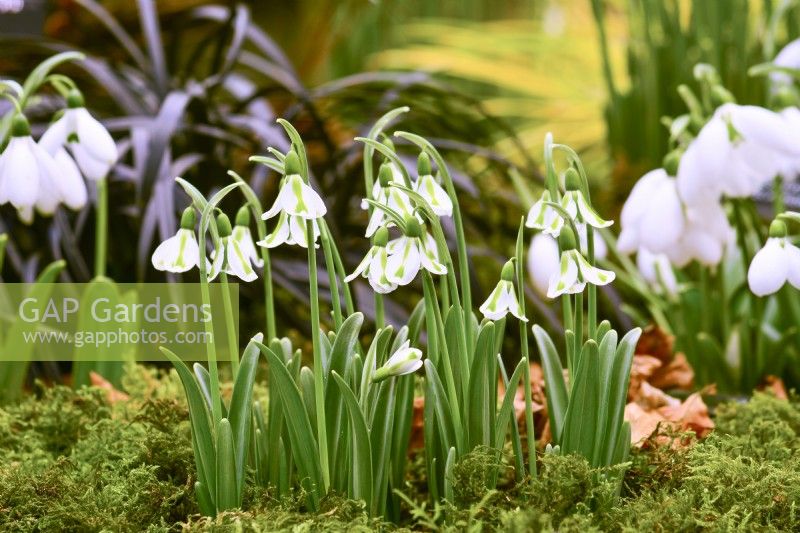 Cluster of  Galanthus Philippe Andre Meyer. February
