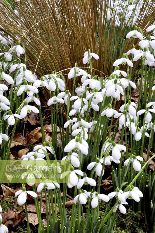 Galanthus Nivalis Viridapice growing amongst moss, grass and fallen leaves. February