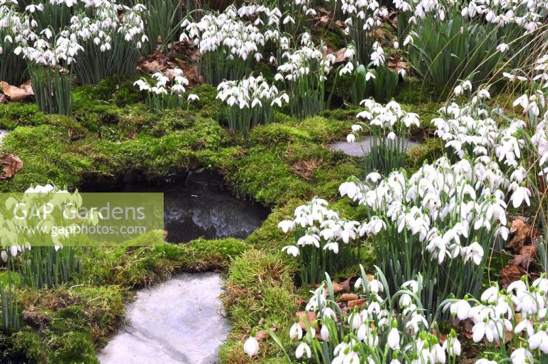 Mixed Galanthus growing amongst moss and fallen leaves over a mini pond. February